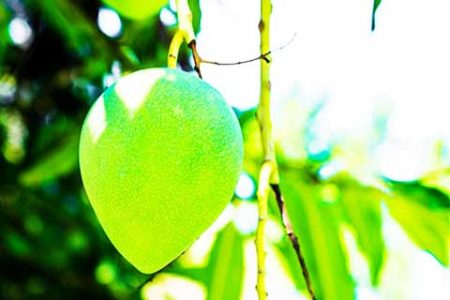 Mangue