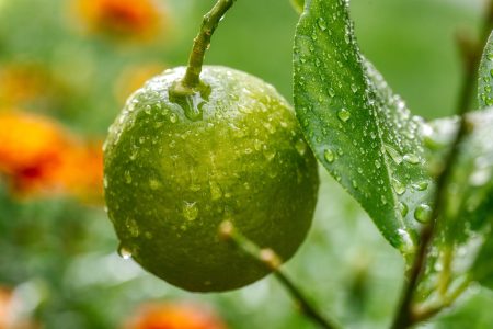 Citron