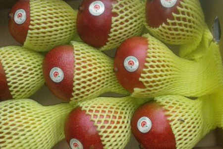 Mangue Kent